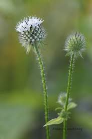 Image result for Dipsacus pilosus