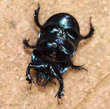 Attēlu rezultāti vaicājumam “Geotrupes”