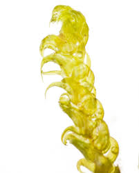 Attēlu rezultāti vaicājumam “Palustriella falcata”