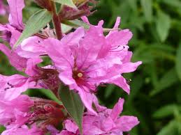 Attēlu rezultāti vaicājumam “Lythraceae”