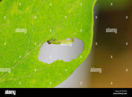 Attēlu rezultāti vaicājumam “Nematus salicis larva”