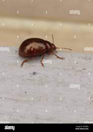 Attēlu rezultāti vaicājumam “Chrysolina staphylaea”