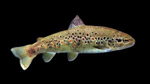 Image result for Salmo macrostigma