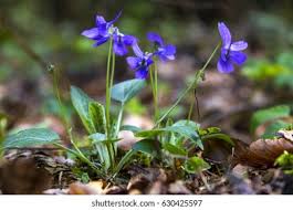 Attēlu rezultāti vaicājumam “Viola hirta leaf”