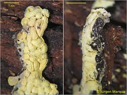 Attēlu rezultāti vaicājumam “Physarum contextum”