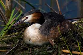 Attēlu rezultāti vaicājumam “Podiceps cristatus nest”