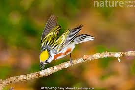 Image result for Dendroica pensylvanica