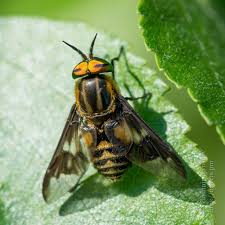 Attēlu rezultāti vaicājumam “Chrysops”