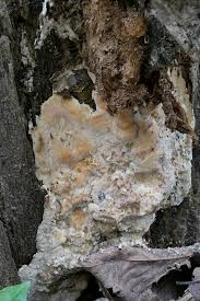 Attēlu rezultāti vaicājumam “Physisporinus vitreus”