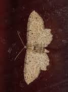 Attēlu rezultāti vaicājumam “Anticollix sparsata”