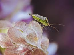 Attēlu rezultāti vaicājumam “Closterotomus biclavatus nymph”