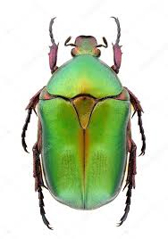 Attēlu rezultāti vaicājumam “Potosia cuprea”