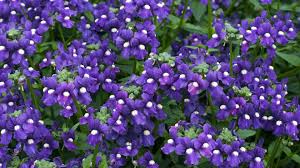 Image result for Elfenspiegel