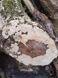 Attēlu rezultāti vaicājumam “Phlebiopsis gigantea”