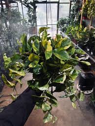 Attēlu rezultāti vaicājumam “Diachea muscorum stalked”