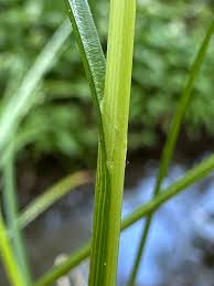 Attēlu rezultāti vaicājumam “Carex remota leaf”