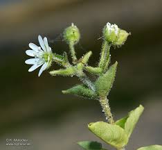 Attēlu rezultāti vaicājumam “Myosoton aquaticum”