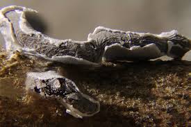 Attēlu rezultāti vaicājumam “Physarum bivalve”