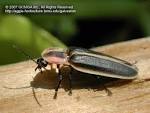Lightning Bug