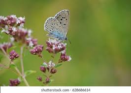Attēlu rezultāti vaicājumam “Maculinea teleius underside”