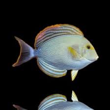 Image result for Acanthurus xanthopterus