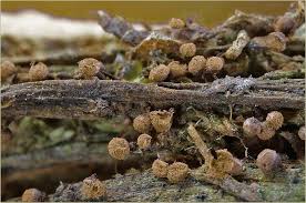 Attēlu rezultāti vaicājumam “Cribraria vulgaris macro”