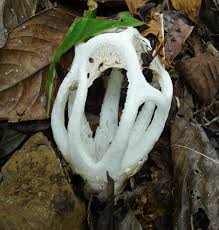 Attēlu rezultāti vaicājumam “Rhynchostegiella tenella sporophyte”