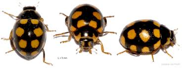 Attēlu rezultāti vaicājumam “Coccinula quatuordecimpustulata”