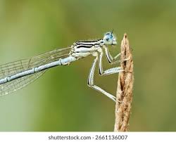 Attēlu rezultāti vaicājumam “Platycnemis pennipes male”