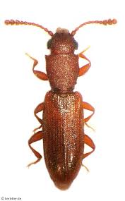 Attēlu rezultāti vaicājumam “Dendrophagus crenatus”