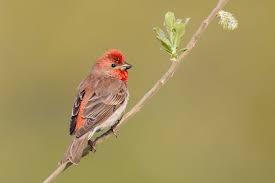 Attēlu rezultāti vaicājumam “Carpodacus erythrinus”