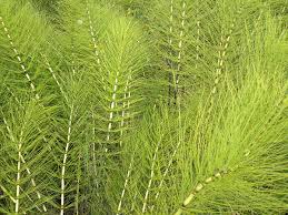 Attēlu rezultāti vaicājumam “Equisetum telmateia”