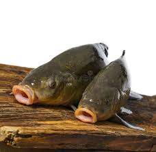 Image result for Tinca tinca