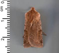 Attēlu rezultāti vaicājumam “Cerastis rubricosa”