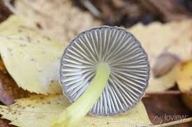 Attēlu rezultāti vaicājumam “Mycena viscosa”