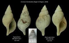 Image result for Cinctura hunteria