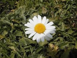 Attēlu rezultāti vaicājumam “Leucanthemum vulgare flower”