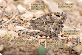 Attēlu rezultāti vaicājumam “Hipparchia semele”