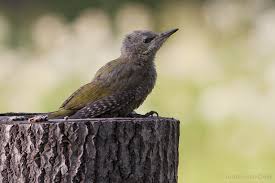 Attēlu rezultāti vaicājumam “Picus canus”