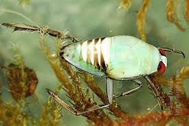 Attēlu rezultāti vaicājumam “Notonecta glauca”