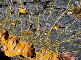 Attēlu rezultāti vaicājumam “Badhamia sp.”