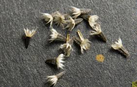 Attēlu rezultāti vaicājumam “Galinsoga quadriradiata”