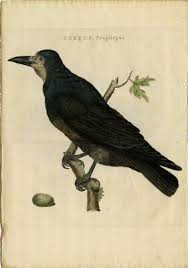 Attēlu rezultāti vaicājumam “Corvus frugilegus”