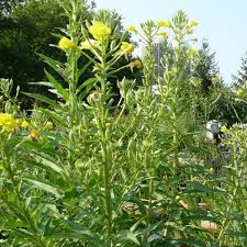 Image result for Oenothera biennis