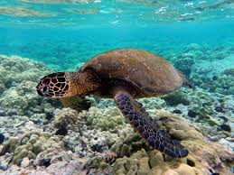 Image result for Chelonia mydas