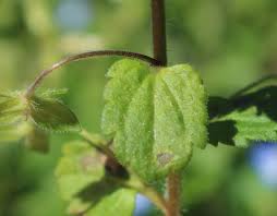 Attēlu rezultāti vaicājumam “Veronica persica leaf”