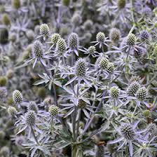 Attēlu rezultāti vaicājumam “Eryngium planum flower”