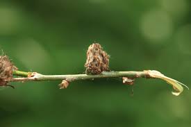 Attēlu rezultāti vaicājumam “Andricus foecundatrix”