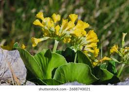 Attēlu rezultāti vaicājumam “Primula farinosa leaf”