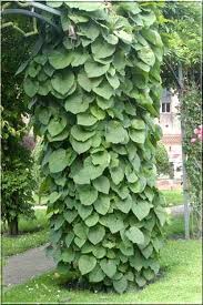 Attēlu rezultāti vaicājumam “Aristolochia durior leaf”